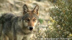 Das Copyright bei dem Wolfsfoto liegt bei Hr. Sebastian Körner.