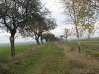 Obstbaumallee an der Trebe in Rennersdorf