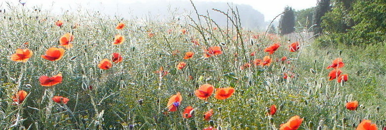 Mohn und Kornblumen am Feldrand 