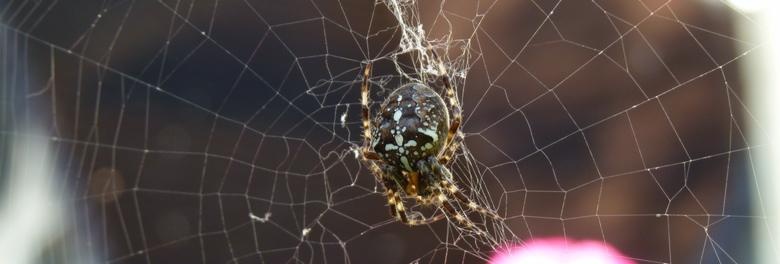 Kreuszspinne_i net