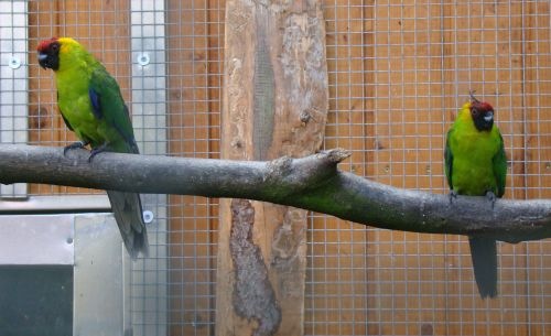 Hornsittich (Eunymphicus cornutus)
