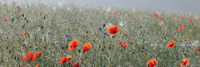 Mohn und Tau