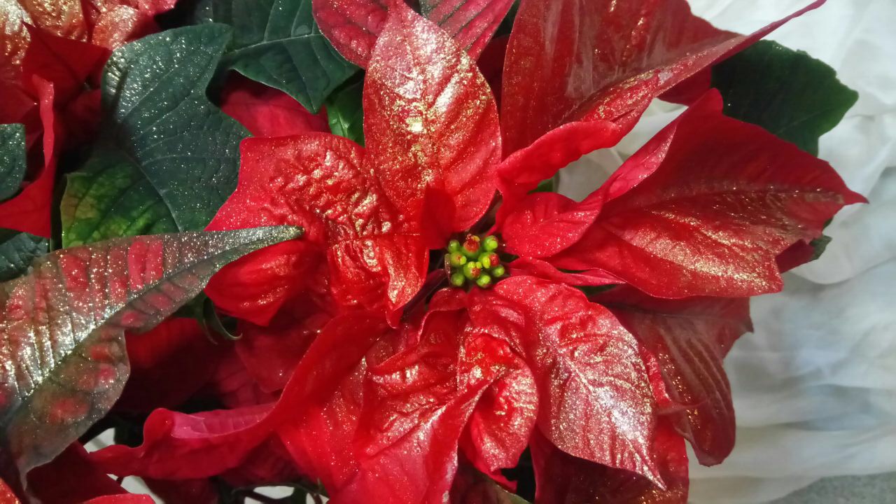 Euphorbia pulcherrima