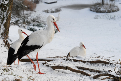Adventsaktion_Storch
