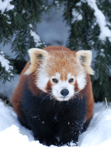 Adventsaktion_RoterPanda