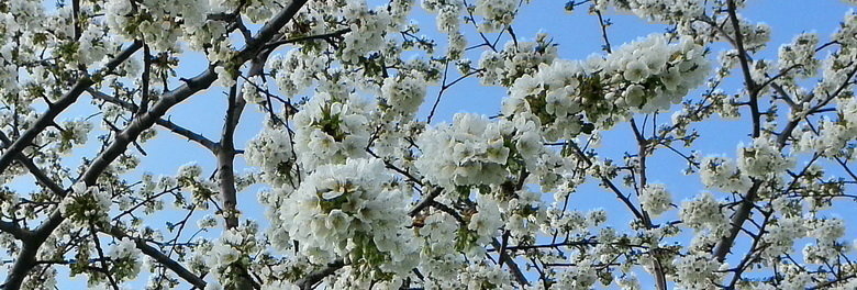 Kirschblueten 2015 _