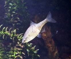 Bitterling(c)Gert Fuellner