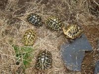 Griechische Landschildkröten (Testudo hermanni)