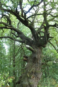 Einzelbaum (c) Dieter Zarth