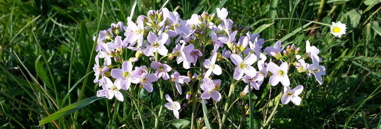 Wiesenblumen 1 _