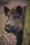 wildschwein ASP