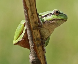 Laubfrosch(c)Mario Trampenau