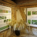 Ausstellung von heimischen Unkräutern im Dorfmuseum Eckartsberg