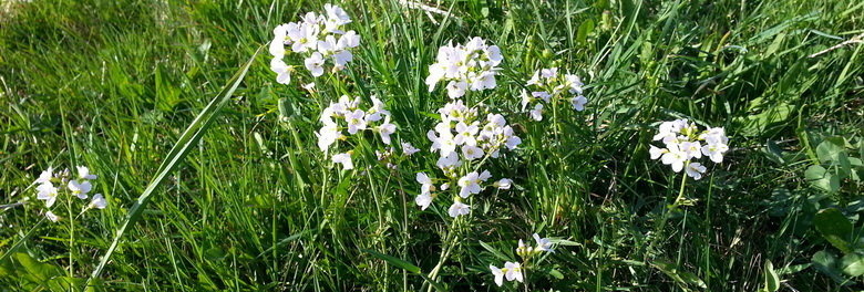 Wiesenblumen 2 _