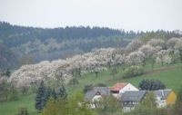 Streuobswiese in Oppach, Ortsteil Eichen