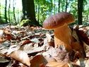 Steinpilz(c)Debbie Wenzel
