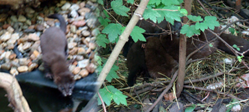 Erhaltungszuchtprogramm im Tierpark Zittau - Europäischer Nerz