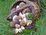 Pilzkorb Pilzkorb