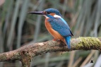 Eisvogel(c)Lothar Wilke
